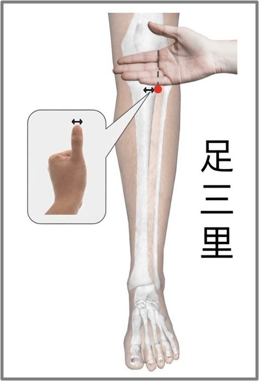 足三里穴